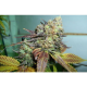 Lucid Bolt - PARADISE SEEDS | TanieSianie.pl