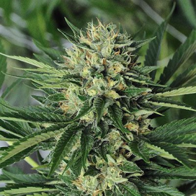 DR. GREENTHUMB’S EM DOG BY B REAL - HUMBOLDT SEED | TanieSianie.pl