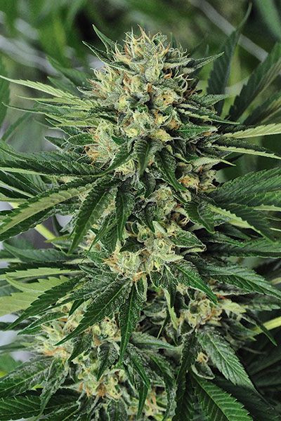 DR. GREENTHUMB’S EM DOG BY B REAL - HUMBOLDT SEED | TanieSianie.pl