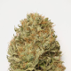 Blue Dream Auto - HUMBOLDT SEED | TanieSianie.pl