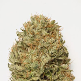 Blue Dream Auto - HUMBOLDT SEED | TanieSianie.pl