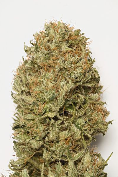 Blue Dream Auto - HUMBOLDT SEED | TanieSianie.pl
