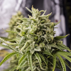 Bubba Kush Auto - HUMBOLDT SEED | TanieSianie.pl