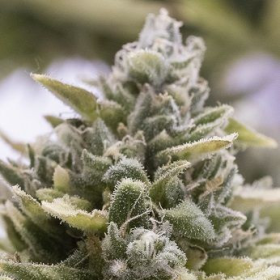 OG Kush Auto - HUMBOLDT SEED ORGANIZATION | TanieSianie.pl
