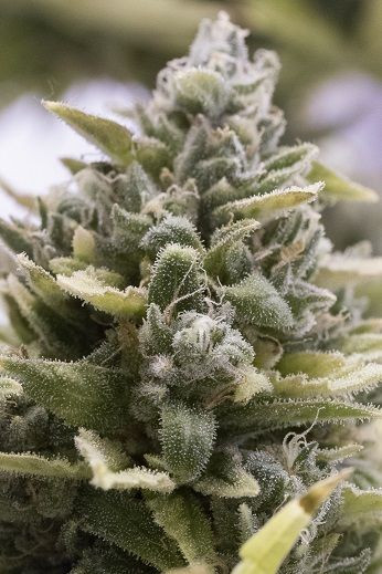 OG Kush Auto - HUMBOLDT SEED ORGANIZATION | TanieSianie.pl