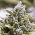 OG Kush Auto - HUMBOLDT SEED ORGANIZATION