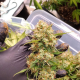 Auto Blueberry - DUTCH PASSION | TanieSianie.pl