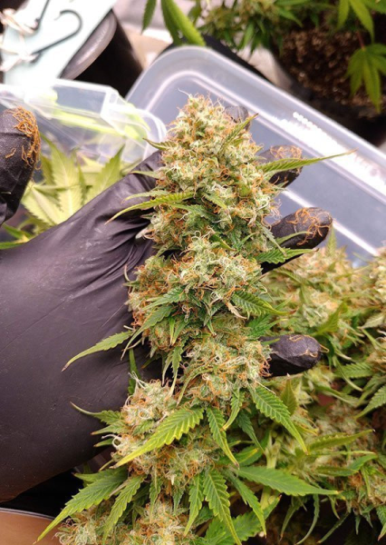 Auto Blueberry - DUTCH PASSION | TanieSianie.pl