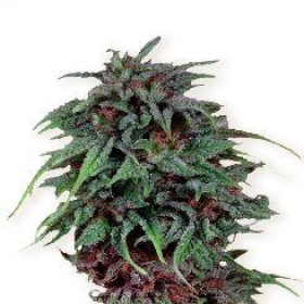 Durban Poison - DUTCH PASSION | TanieSianie.pl