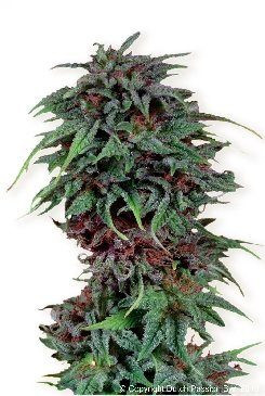 Durban Poison - DUTCH PASSION | TanieSianie.pl