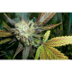 Lucid Bolt - PARADISE SEEDS | TanieSianie.pl