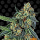Cookies Kush - BARNEY’S FARM | TanieSianie.pl