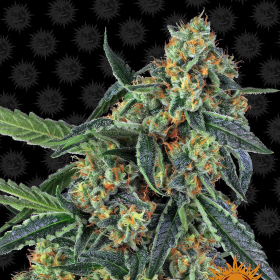 Cookies Kush - BARNEY’S FARM | TanieSianie.pl