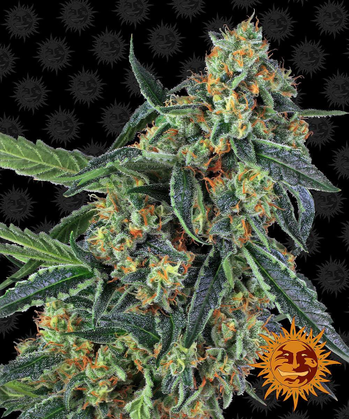 Cookies Kush - BARNEY’S FARM | TanieSianie.pl