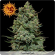 Cookies Kush - BARNEY’S FARM | TanieSianie.pl