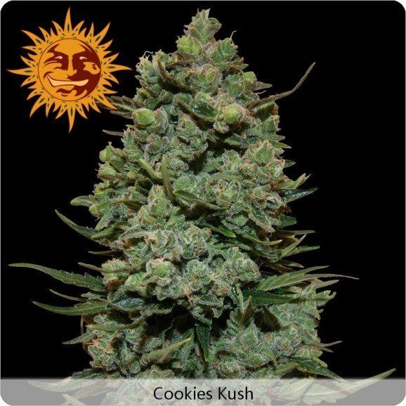Cookies Kush - BARNEY’S FARM | TanieSianie.pl