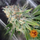 Cookies Kush - BARNEY’S FARM | TanieSianie.pl