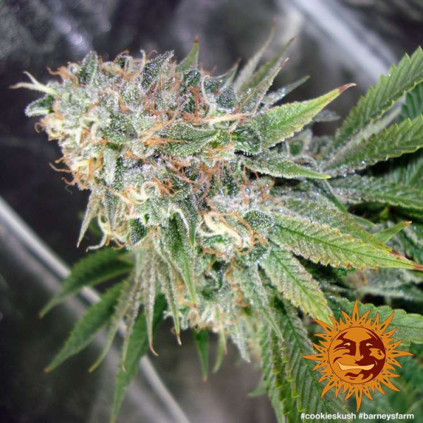 Cookies Kush - BARNEY’S FARM | TanieSianie.pl