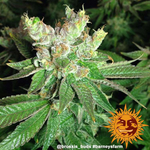 Cookies Kush - BARNEY’S FARM | TanieSianie.pl