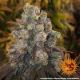 Cookies Kush - BARNEY’S FARM | TanieSianie.pl