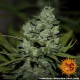 Cookies Kush - BARNEY’S FARM | TanieSianie.pl
