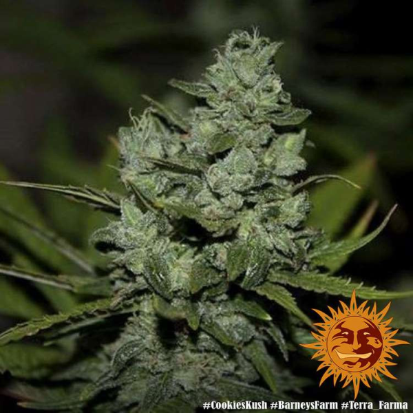 Cookies Kush - BARNEY’S FARM | TanieSianie.pl