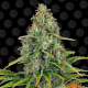 Blue Cheese Auto - BARNEY’S FARM | TanieSianie.pl