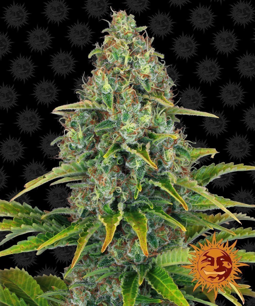 Blue Cheese Auto - BARNEY’S FARM | TanieSianie.pl