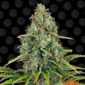 Blue Cheese Auto - BARNEY’S FARM