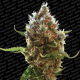 Lucid Bolt - PARADISE SEEDS | TanieSianie.pl