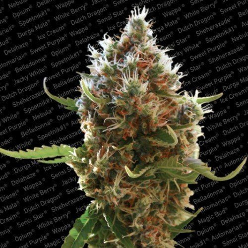 Lucid Bolt - PARADISE SEEDS | TanieSianie.pl