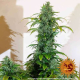 Blue Cheese Auto - BARNEY’S FARM | TanieSianie.pl
