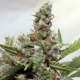 CBD Blue Shark - BARNEY’S FARM | TanieSianie.pl