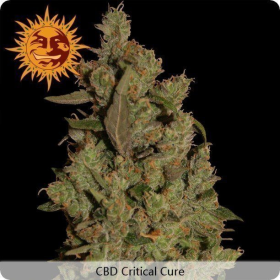CBD Critical Cure - BARNEY’S FARM | TanieSianie.pl