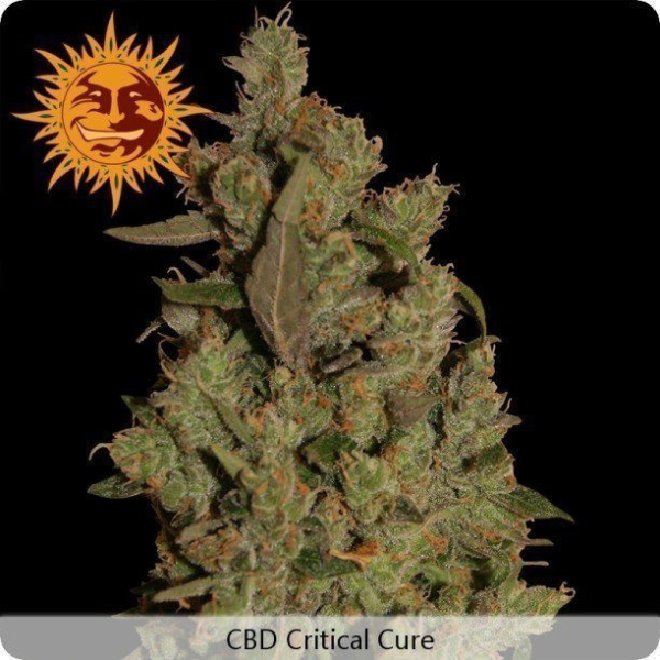 CBD Critical Cure - BARNEY’S FARM | TanieSianie.pl