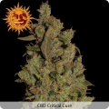 CBD Critical Cure - BARNEY’S FARM