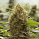 Amnesia Kush - DINAFEM | TanieSianie.pl