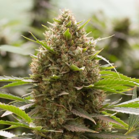 Amnesia Kush - DINAFEM | TanieSianie.pl