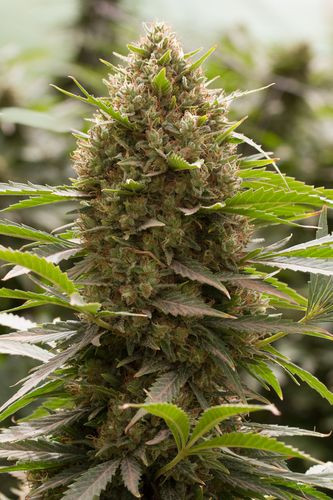 Amnesia Kush - DINAFEM | TanieSianie.pl