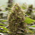 Amnesia Kush - DINAFEM