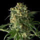 Big Kush - DINAFEM | TanieSianie.pl