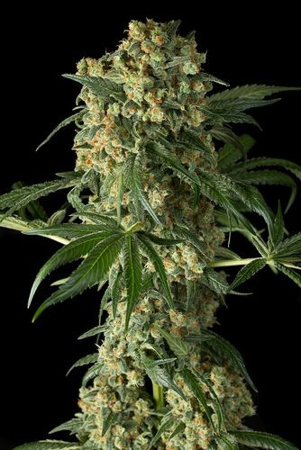 Big Kush - DINAFEM | TanieSianie.pl