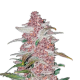Blackberry Auto - FASTBUDS | TanieSianie.pl
