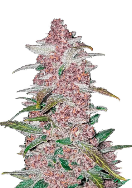 Blackberry Auto - FASTBUDS | TanieSianie.pl