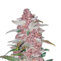 Blackberry Auto - FASTBUDS