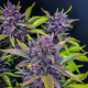 Blackberry Auto - FASTBUDS | TanieSianie.pl