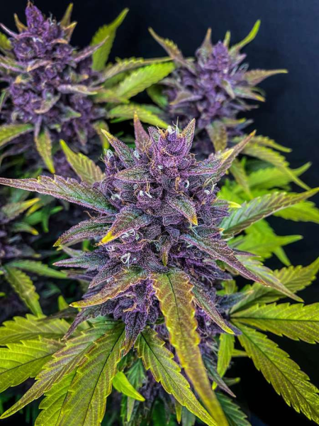 Blackberry Auto - FASTBUDS | TanieSianie.pl