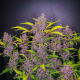 Blackberry Auto - FASTBUDS | TanieSianie.pl