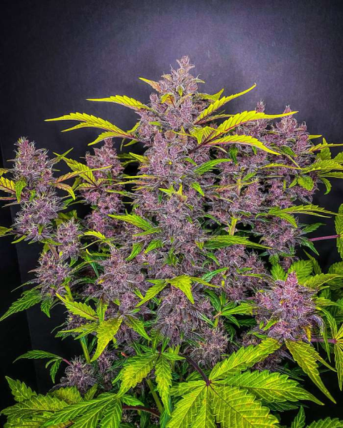 Blackberry Auto - FASTBUDS | TanieSianie.pl