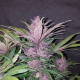 Blackberry Auto - FASTBUDS | TanieSianie.pl
